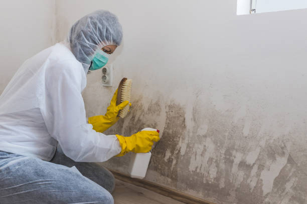 Forensic Mold Investigation in Mountain Village, CO